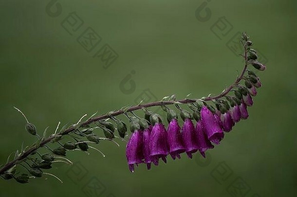 毛地黄（洋地黄），带雨滴的花头，Dumfries，苏格兰西南部
