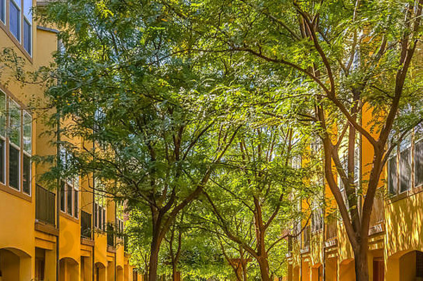 阳光照射的住宅建筑郁郁葱葱的树