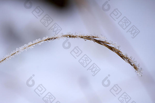 冬季<strong>草原</strong>上的一种穗状草，覆盖着雪，背景是一片被雪覆盖的田野