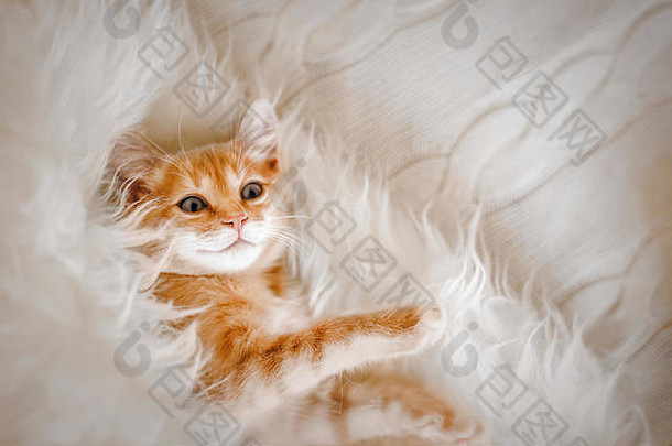 可爱的姜黄色小猫早上躺在毛皮毯子上。舒适Hyugge和早安的概念。