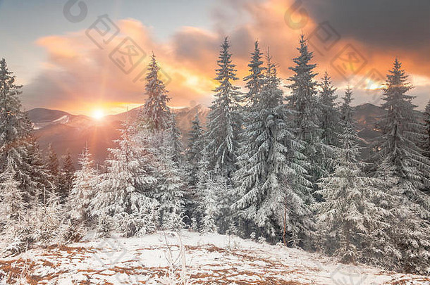 阳光照耀下的奇异景观。自然公园。喀尔巴阡山，乌克兰，欧洲。美丽世界。新年快乐！！