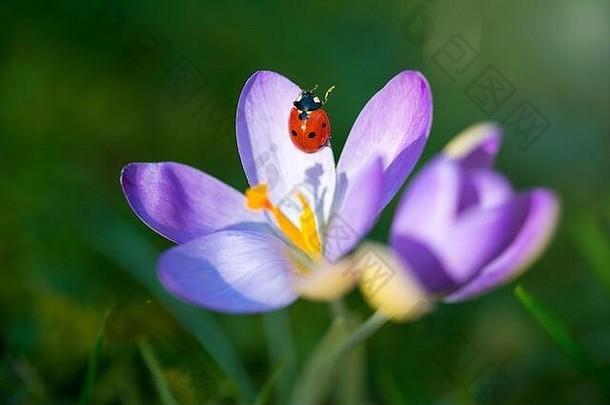 <strong>小瓢虫</strong>坐在紫色的第一朵番红花上，美丽的自然背景
