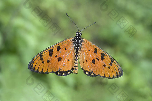 黄褐色角斑蝶若虫科：刷足蝴蝶
