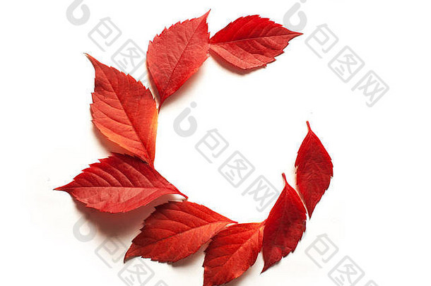 红色的秋天叶子白色背景空间文本