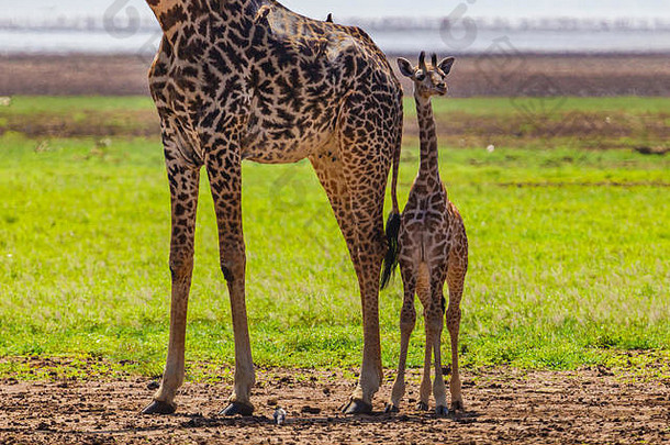 长颈鹿曼雅拉湖国家保护区。坦桑尼亚。