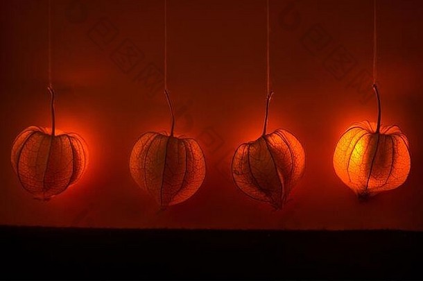 悬挂的physalis-橙色闪亮的梦幻装饰。秋意的背景或主题