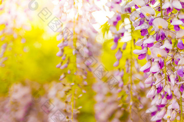 紫藤花盛开的日落花园美丽的紫藤格子开花春天中国人日本公园春天盛开的花