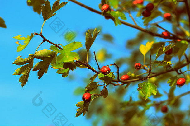 在一个阳光明媚的日子里，秋天森林里的灌木丛里，成熟的山楂浆果