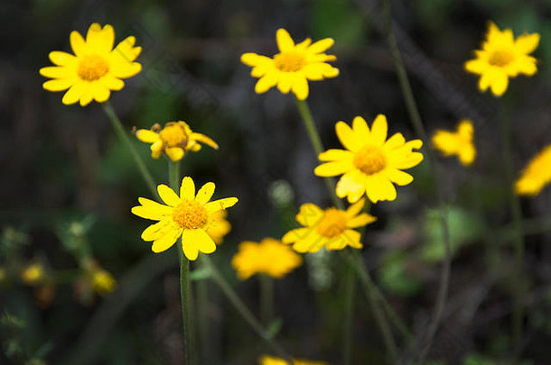 黄色野花（紫菀属），塔玛尔皮斯山州立公园，加利福尼亚州
