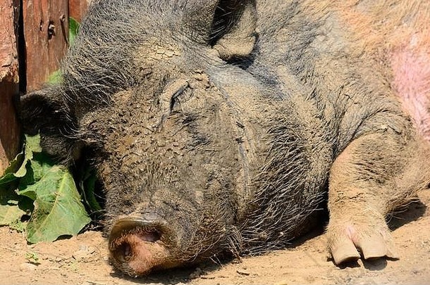 一只猪在炎热的夏天睡在地上的肖像