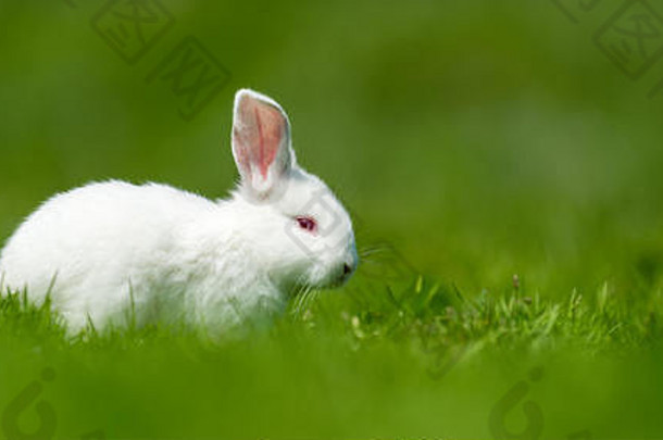 夏日绿草上的小白兔