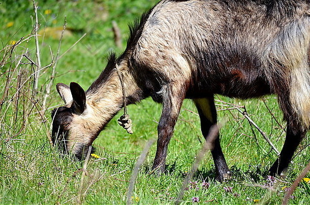 在草地上吃草的黑山羊