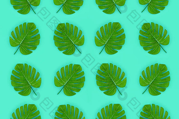 热带棕榈monstera叶子谎言柔和的彩色的纸自然夏天概念模式平躺作文前视图