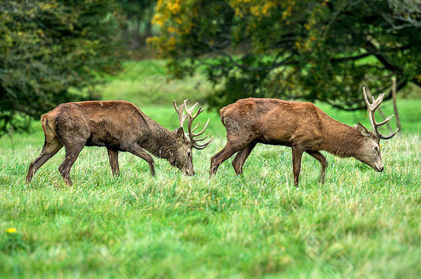 秋季马鹿发情期。图像序列描绘了每年秋季发情期公鹿和雌鹿与幼鹿休息和搏斗的场景。