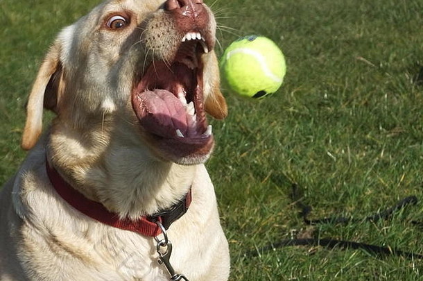 美丽的黄色拉布拉多猎犬正在等待并接住一组网球动作镜头
