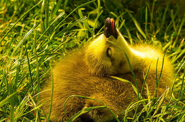 小鹅，坐在草地上的加拿大鹅