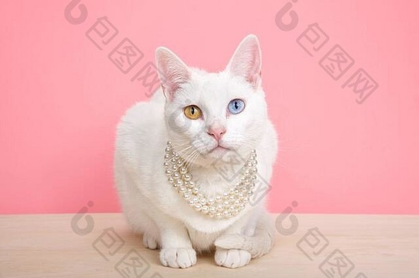 特写镜头：一只白色的考马尼猫，穿着珍珠项链，蜷缩在一张有粉色背景和复印空间的木桌上。