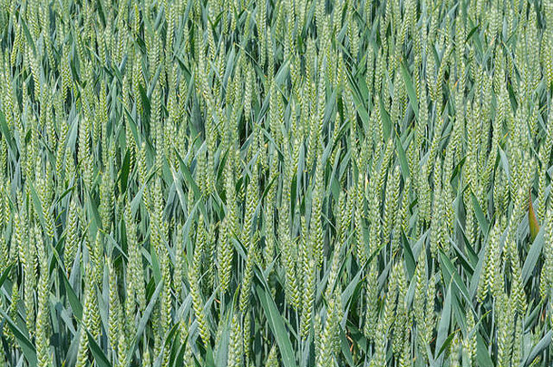 小麦/小麦品种仍处于未成熟的绿色状态。2020年英国小麦产量。