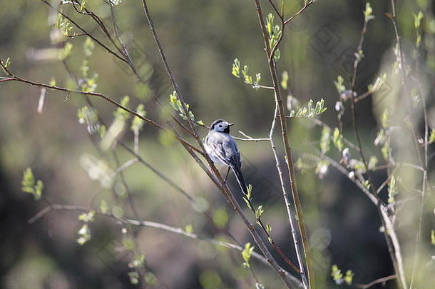 灰色的生动的鸟坐柳树春天布什早....太阳射线