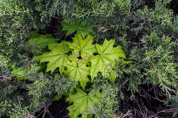松柏科的落叶植物混合混合对象植物