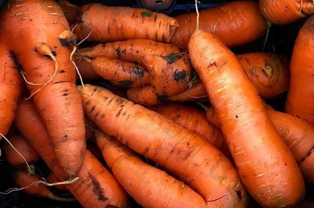 选择首页种植胡萝卜分配奇怪的形状的蔬菜