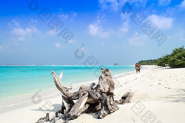 死树树干海滩