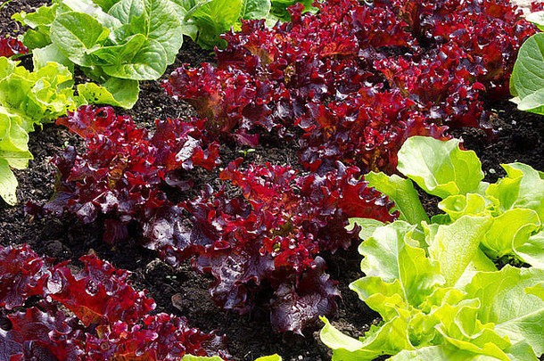 红色的叶生菜种植行绿色叶生菜植物约周健康的