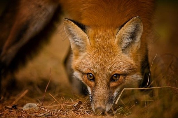 红色的狐狸嗅探地面