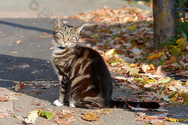 斑猫坐在阳光下，秋叶飘落在人行道上