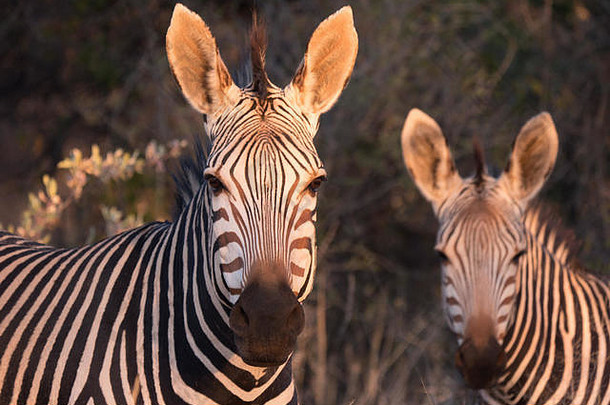 非洲纳米比亚的两条平原斑马