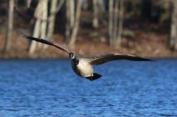 冬天，一只孤独的加拿大鹅布兰塔·加那迪斯在蓝色的湖面上飞翔