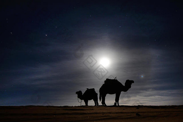 骆驼站月亮