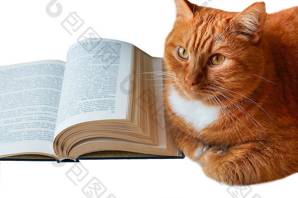 红猫和书，的大猫和书，打开的书和红猫