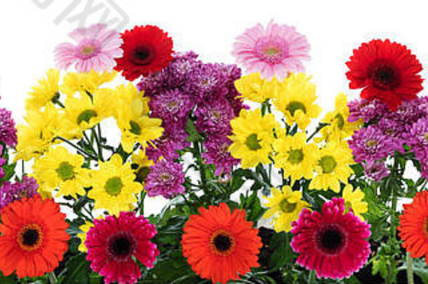 白色背景前有各种各样的花，菊花有红、黄、紫和粉红色