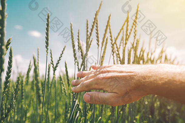 农场工人在耕地上检查小麦作物的生长情况，手的特写