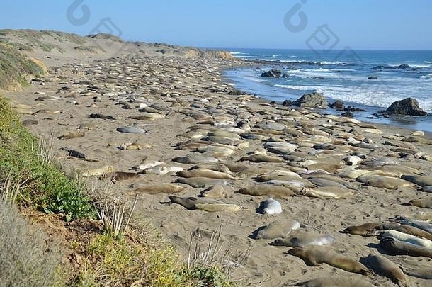 南加州海岸的海豹