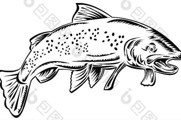 插图鳟鱼鱼跳复古的风格孤立的背景黑色的白色