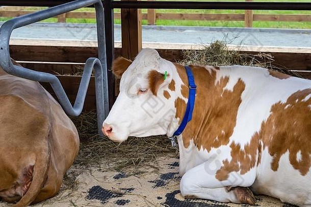 白色悲伤的奶牛躺在一个开阔的鸟舍里。农业展览。现代农业。