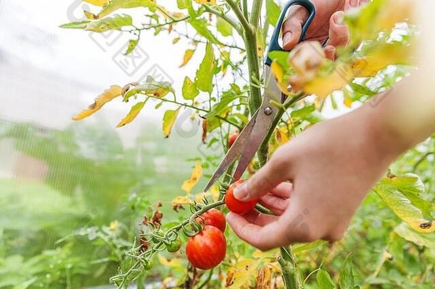 园艺和农业概念。一名农场女工手工采摘新鲜成熟的有机西红柿。温室产品。蔬菜食品生产。温室番茄栽培