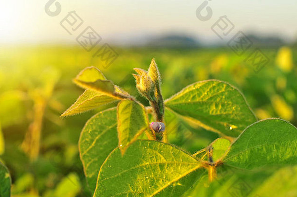 关闭<strong>大</strong>豆植物温暖的早期早....光