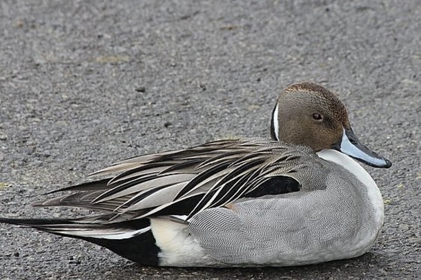 安大略省南部，一只北方针尾鸭（Anas acuta）躺在停车场无雪区，靠近冰冻的池塘。