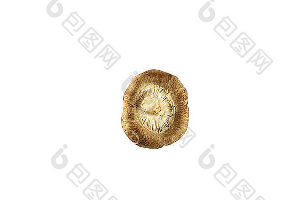 香菇蘑菇孤立的白色背景