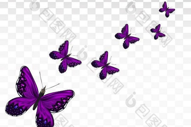 紫罗兰色的美丽的飞行蝴蝶孤立的透明的背景现实的蝴蝶运动图标插图