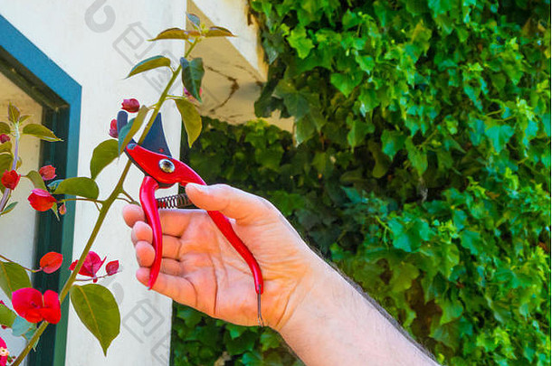 手剪切机花园切割红色的叶子花属