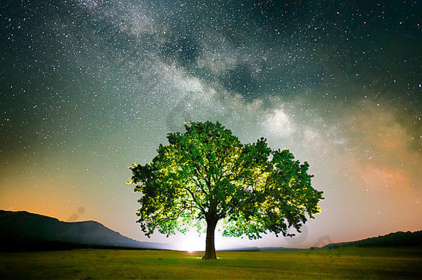 罗马尼亚多布罗基亚银河系下田野上的孤树