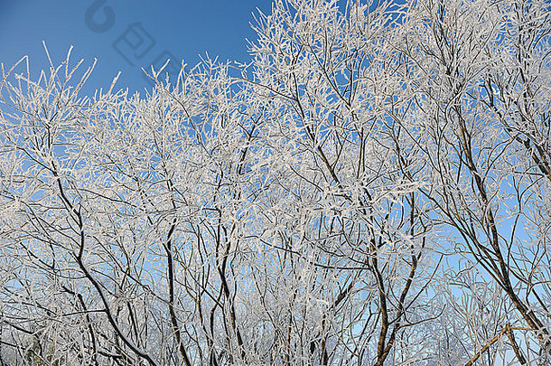 柳树树灰白色霜