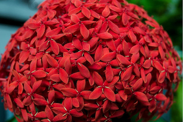 一张在夏季拍摄的红色小花的特写