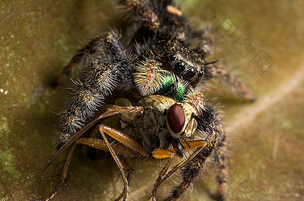 黑色的跳蜘蛛闪亮的绿色口吃飞红色的眼睛叶