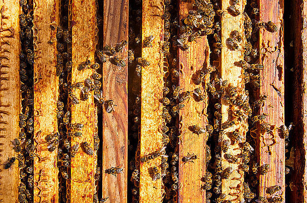 打开的蜂箱主体的特写视图，显示由蜜蜂填充的框架。