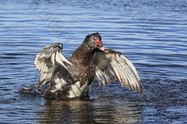 家养番鸭（Cairina moschata domestica）是野生番鸭的一种驯化形式。这只鸭子飞向自由。
